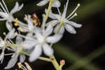 Coastal false asphodel